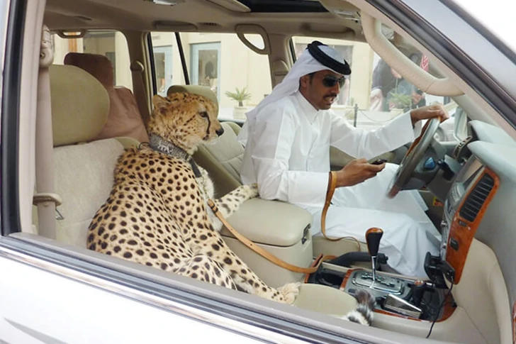 29 shameless photos of Dubai that will amaze you