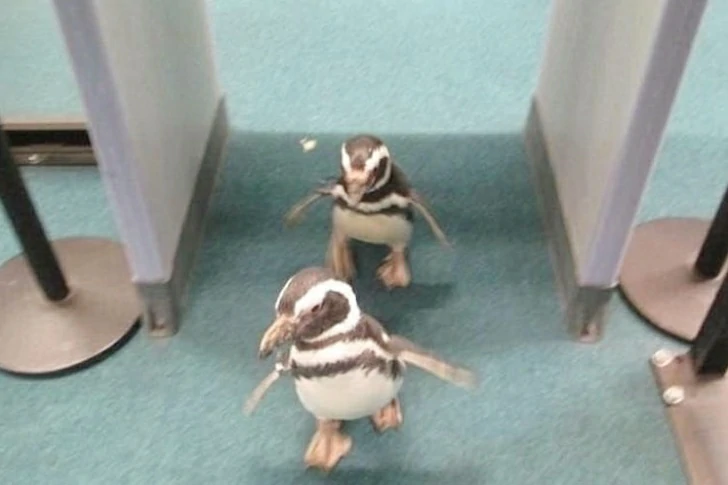 42 Unusual Airport Photos