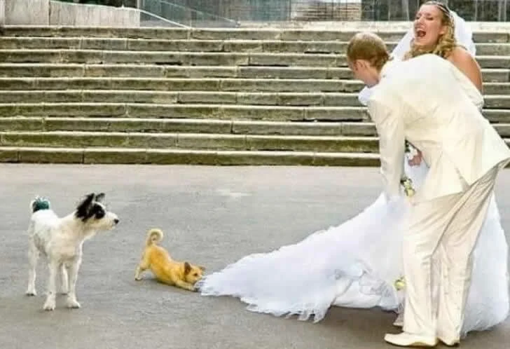 Funny wedding photos make people feel sorry for the bride and groom