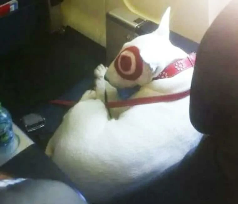 Flight attendants share their most memorable travel experiences