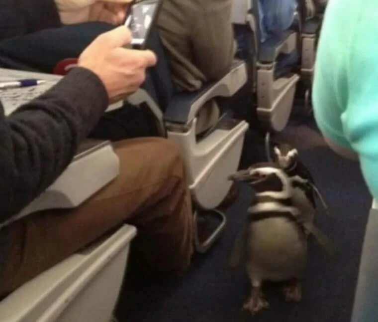 Flight attendants share their most memorable travel experiences