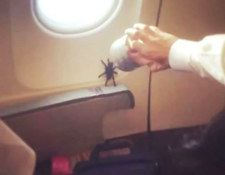 Flight attendants share their most memorable travel experiences