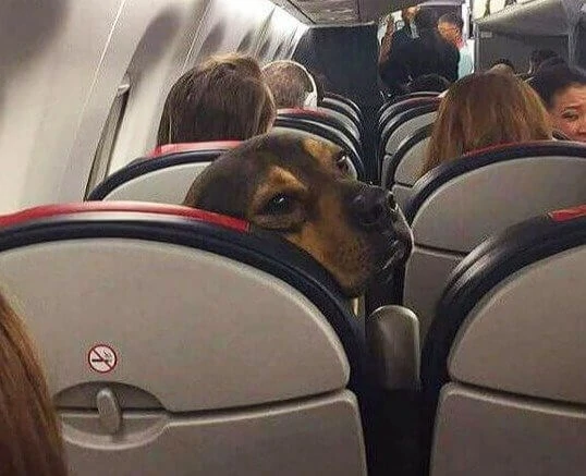 Flight attendants share their most memorable travel experiences