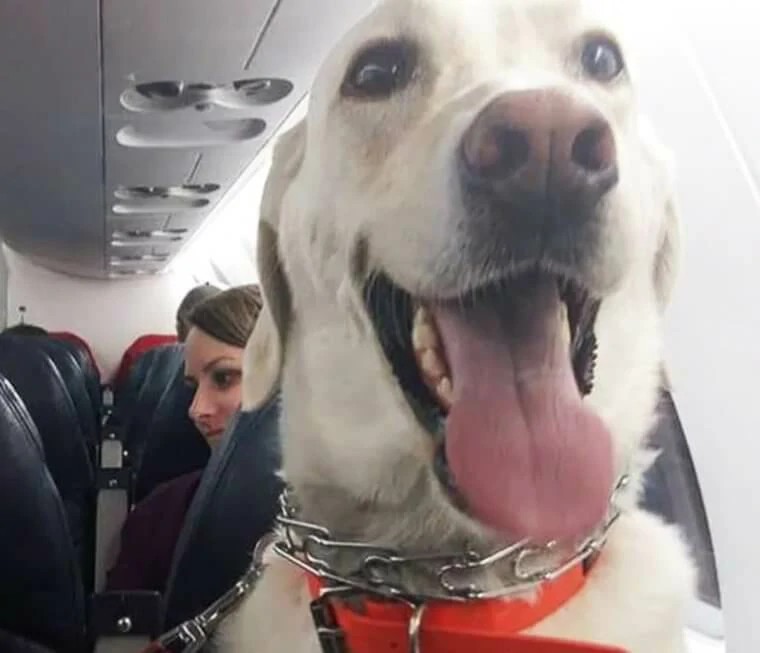 Flight attendants share their most memorable travel experiences