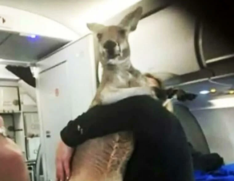 Flight attendants share their most memorable travel experiences