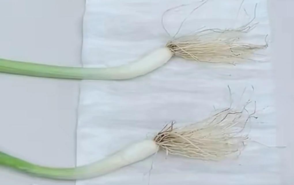 Food storage tips that vegetable vendors will never tell you