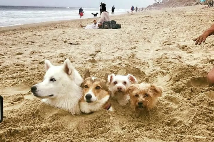 Holidaymakers did not expect the beach to be so