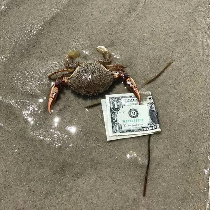 Holidaymakers did not expect the beach to be so