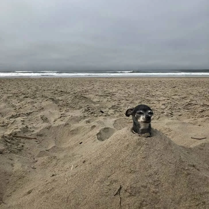 Holidaymakers did not expect the beach to be so