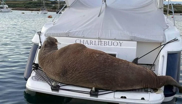Неопходно је видети популарне тренутке пловидбе