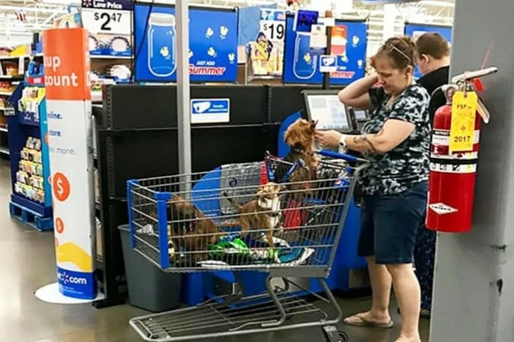 Take the most amazing photos at Walmart