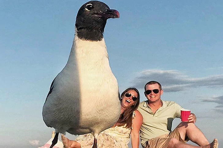 これらの写真がビーチで撮られたとは誰も思わないでしょう