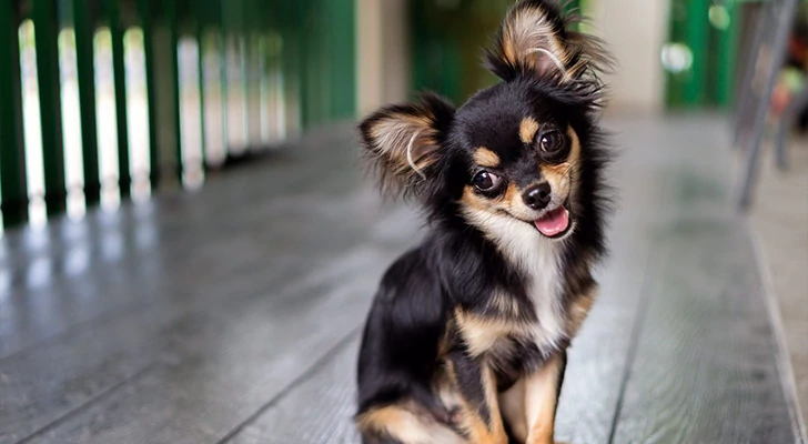 The 10 riskiest dog breeds to keep at home