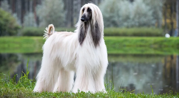 The 10 riskiest dog breeds to keep at home