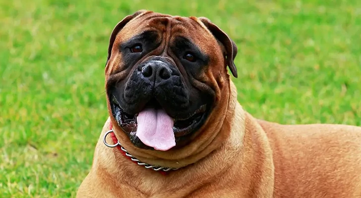 The 10 riskiest dog breeds to keep at home