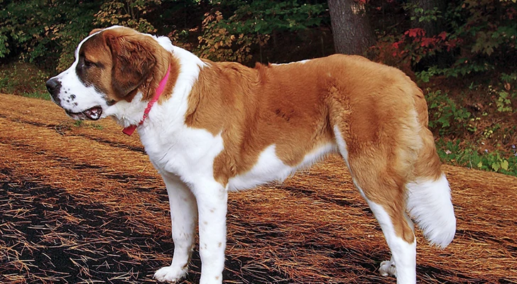 The 10 riskiest dog breeds to keep at home