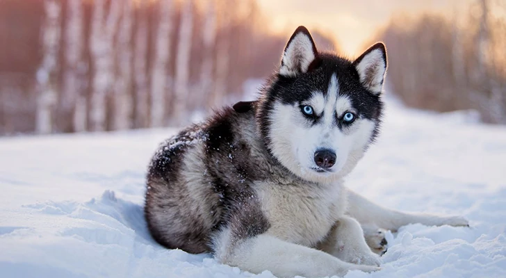The 10 riskiest dog breeds to keep at home