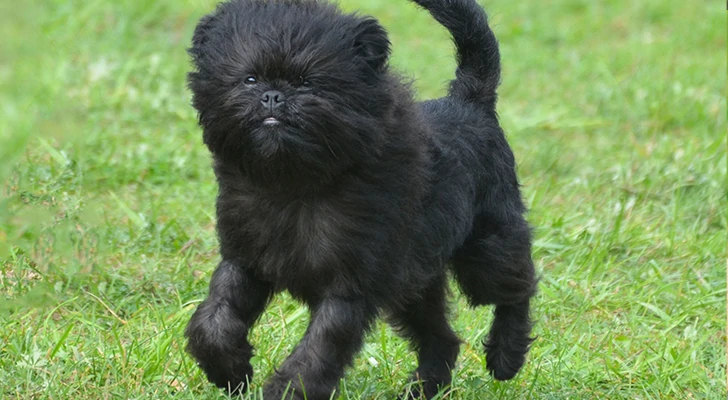 The 10 riskiest dog breeds to keep at home