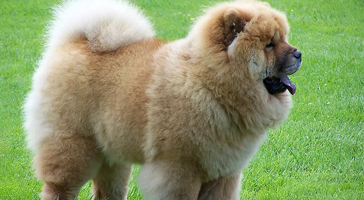 The 10 riskiest dog breeds to keep at home